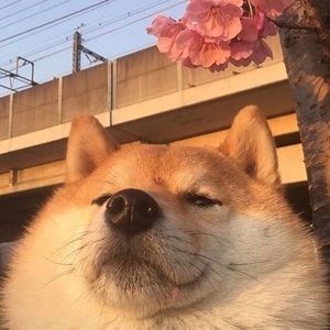 Meet your Posher, Syd